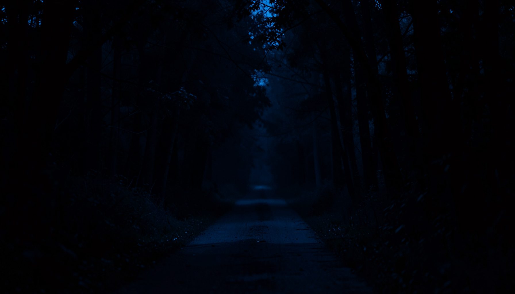 Dark steel blue photo of a path through quiet trees fading into deep shadow